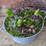 Hyacinth Spring Zinc Planter Gift, thumbnail 1 of 2
