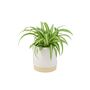 Chlorophytum Spider Plant In 12cm Pot, thumbnail 4 of 8