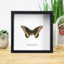 Gold Rim Swallowtail Handcrafted Frame, thumbnail 1 of 3