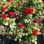 Floribunda Rose Plant 'Lovestruck', thumbnail 4 of 5