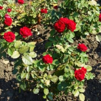 Floribunda Rose Plant 'Lovestruck', 4 of 5