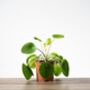 Chinese Money Plant | Pilea Peperomioides, thumbnail 3 of 4