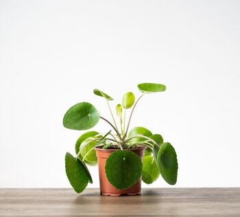 Chinese Money Plant | Pilea Peperomioides, 3 of 4