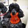 Pumpkin Orange Roll Top Dog Snood, thumbnail 4 of 4