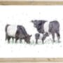 Belted Galloway Cow Print, thumbnail 3 of 5