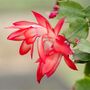 Christmas Cactus Red Caribbean Dancer Two X 13cm Pots, thumbnail 4 of 6