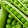 Vegetable Plants Peas 'Petit Pois' 16 X Plant Pack, thumbnail 4 of 5