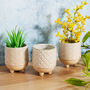 Set Of Three Japanese Style Ceramic Planters, thumbnail 1 of 3