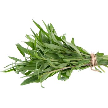 Herb Plants Tarragon 12 X Large Plug Plant Pack, 6 of 6