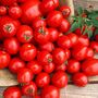 Tomato 'Sweet Million' Six X Plug Pack, thumbnail 7 of 8