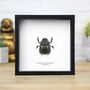 Dung Beetle Insect Entomology Taxidermy Box Frame, thumbnail 1 of 3