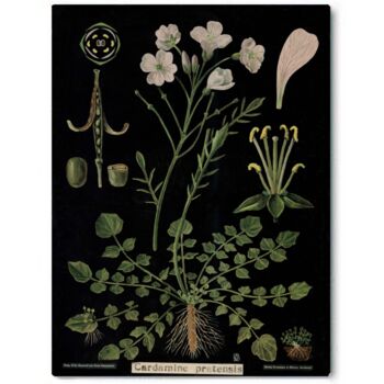 Cardamine, Canvas Wall Art, 7 of 7