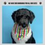 Multi Coloured Stripe Dog Bandana, thumbnail 5 of 5