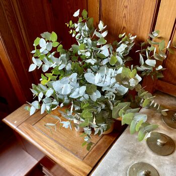 Fresh Eucalyptus Cinerea Silver Dollar Greenery, 4 of 6
