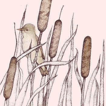 'Reed Warbler' Print, 3 of 3