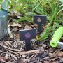 Printed Fruit And Veg Slate Plant Markers, thumbnail 6 of 7