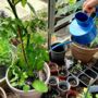 Greenhouse Indoor Watering Can, thumbnail 1 of 6