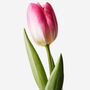 French Kiss Dutch Tulip Fresh Bouquet, thumbnail 3 of 4