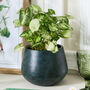 Saka Green Rounded Planter, thumbnail 1 of 5