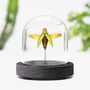 Golden Jewel Beetle Insect Bug Entomology Taxidermy Bell Jar, thumbnail 1 of 3