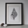 Limited Edition Triton Shell Giclee Print, thumbnail 7 of 7
