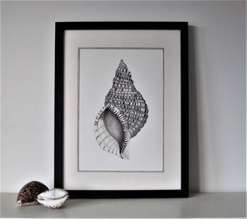 Framed Limited Edition Triton Shell Giclee Print, 7 of 7