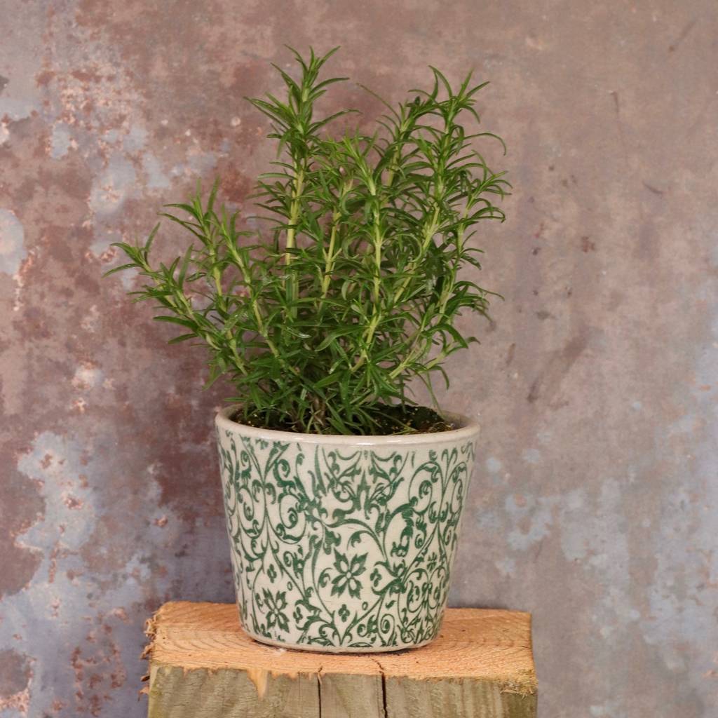 vintage style plant pots by ibbi direct ltd