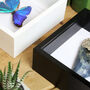 Regal Blue Begum Moth Butterfly Entomology Taxidermy Box Frame, thumbnail 3 of 3