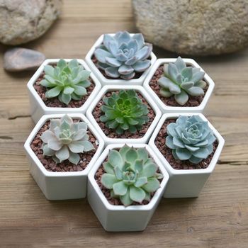 Hexagon Mini Planter Choice Of Succulent Or Cacti, 2 of 6