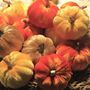 Velvet Pumpkins, thumbnail 10 of 10