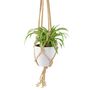 Chlorophytum Spider Plant In 12cm Pot, thumbnail 3 of 8