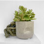 Crassula Ovata Money Maker Indoors Plant In 6cm Pot, thumbnail 2 of 7