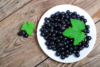 Blackcurrant Plants, 'Ben Sarek', 12 of 12