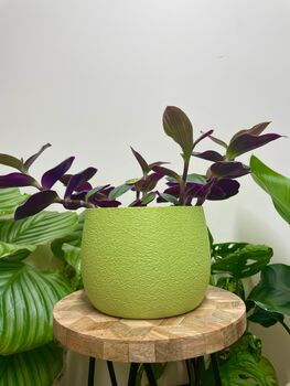 Vibrant House Plant Pot Gardening Gifts Lightweight Planter, 2 of 7