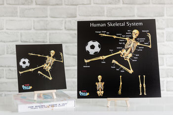 Human Anatomy And Human Skeletal System, 2 of 8