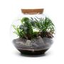 Large Globe Terrarium Kit With Bonsai | 'Portland', thumbnail 3 of 10