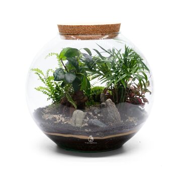 Large Globe Terrarium Kit With Bonsai | 'Portland', 3 of 10