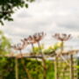 Rusty Metal Cow Parsley, thumbnail 1 of 8