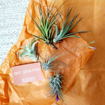Tillandsia Air Plant Pick And Mix. Easy Care Houseplant, 2 of 6
