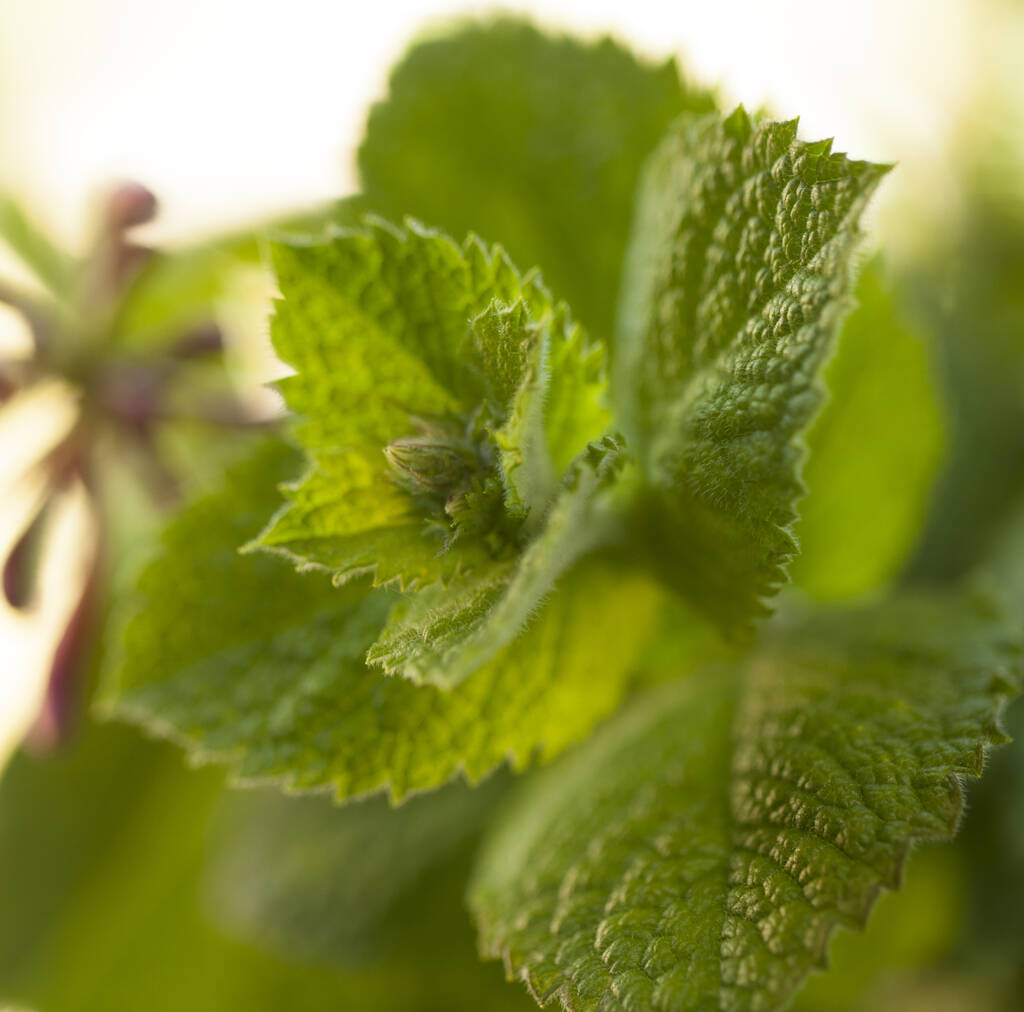 Edible Bouquet, Mint And Flowers By Marvellous Superfood