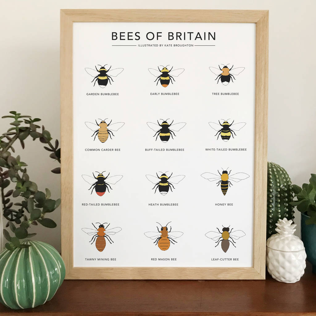 'Bees Of Britain' Print, 1 of 4