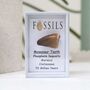 Mosasaur Tooth Fossil, thumbnail 4 of 10