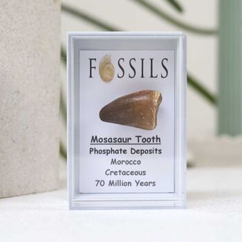 Mosasaur Tooth Fossil, 4 of 10