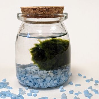 Marimo Moss Ball Kit Plant Lover Gift, 5 of 12
