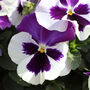 Flowers Pansy 'Cassis' 20 X Plant Pack, thumbnail 5 of 5