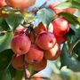 Fruit Tree Crabapple 'Red Sentinel' One X 10 L Pot, thumbnail 2 of 5