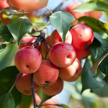 Fruit Tree Crabapple 'Red Sentinel' One X 10 L Pot, 2 of 5