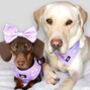 Dog Harness | Rainbows And Butterflies, thumbnail 4 of 8