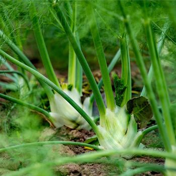 Herb Plants Fennel In 9cm Pots, 4 of 6