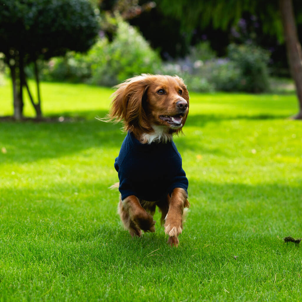 Spaniel Polartec Water Resistant Dog Coat, 1 of 9